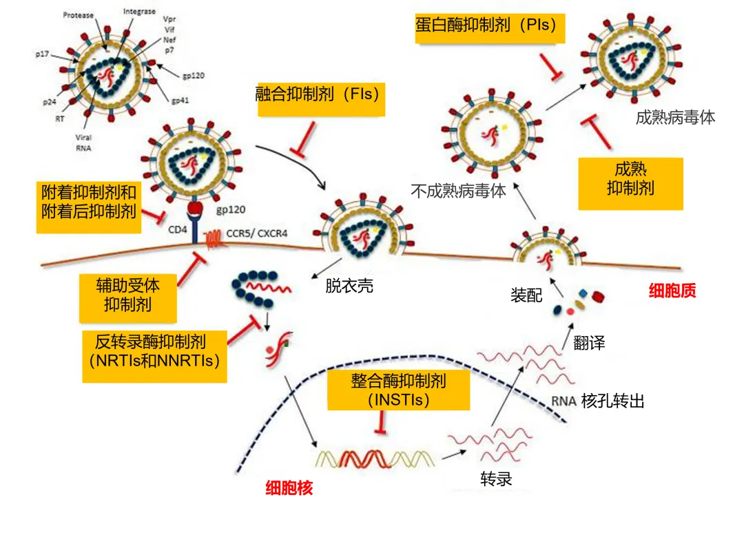 AIDS | 治疗小贴士（4）