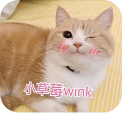 【科普视频】西小艾带你学防艾