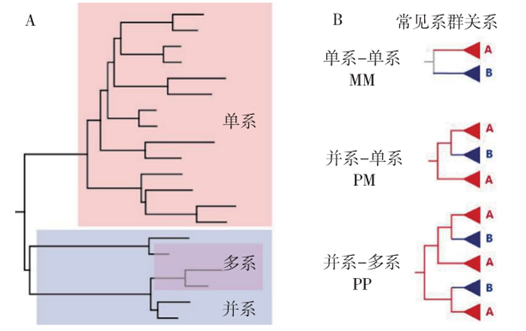 系统进化分析结果可以作为HIV传播关系的证据吗？